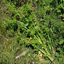 Apium graveolens Plant